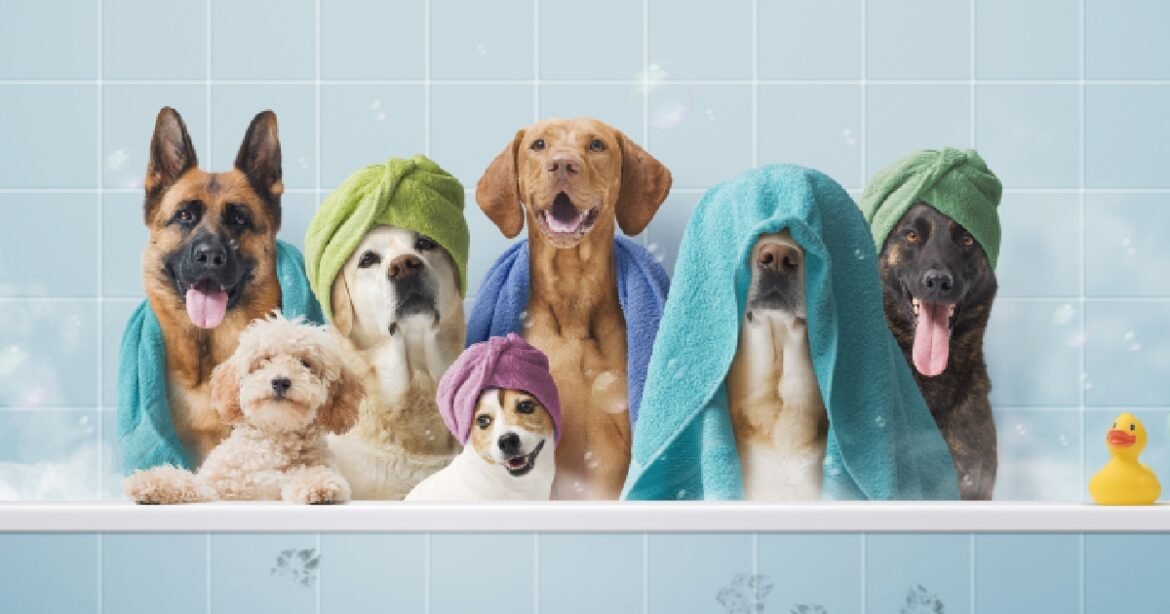 15 Best Dog Shampoos on Chewy (With Picks for Every Need)