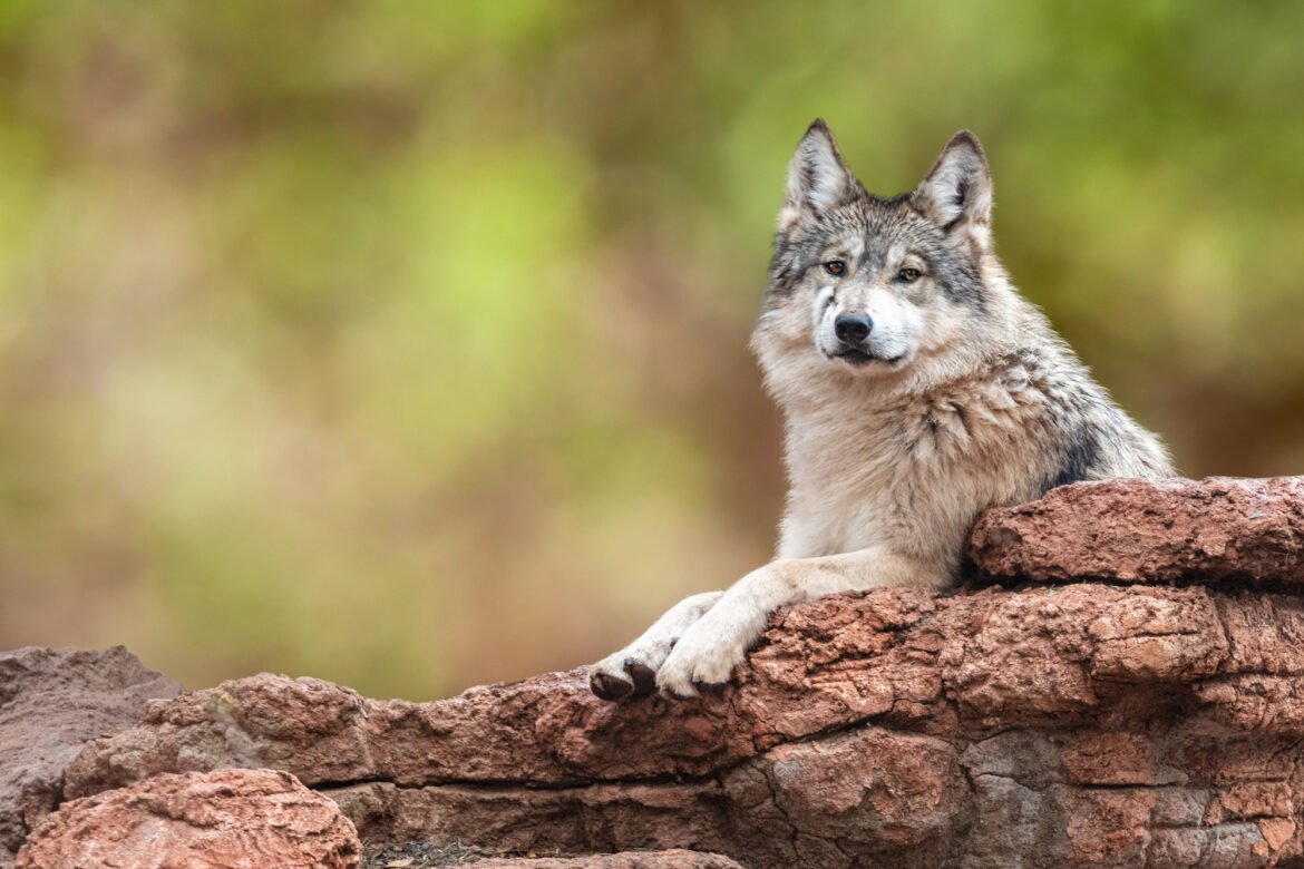 21st Annual Endangered Species Day Celebrated Nationwide