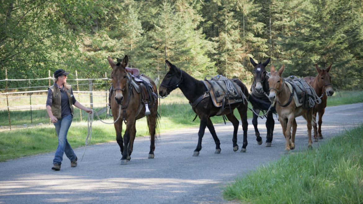 5 new mules set to patrol Olympic National Park