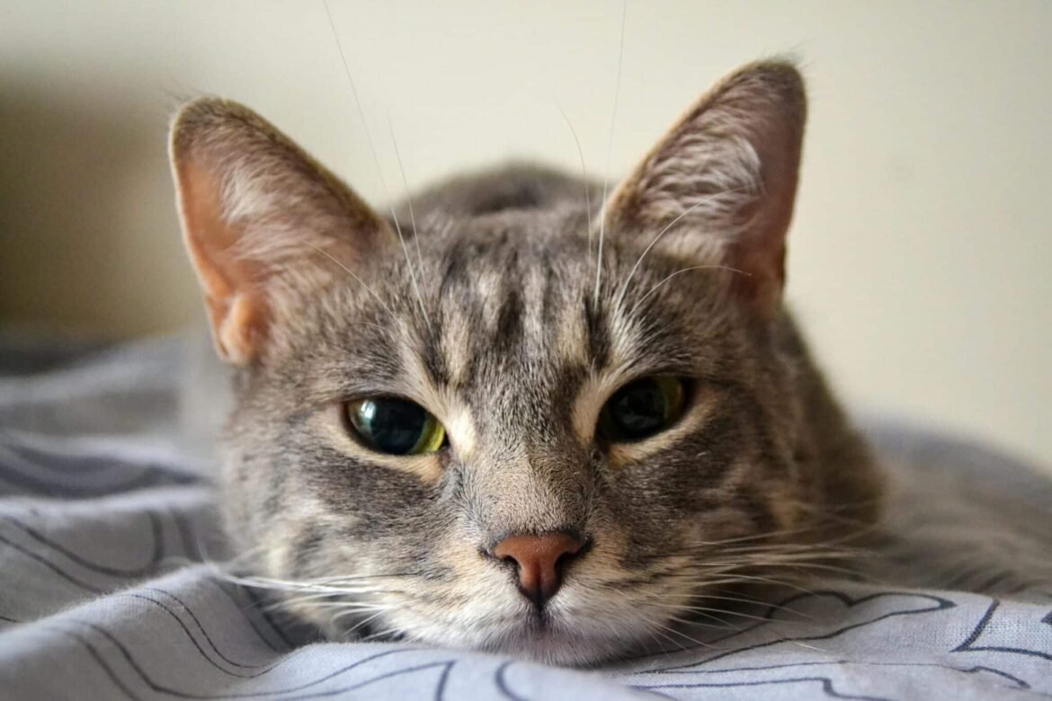 7 Best Cat Nose Balms