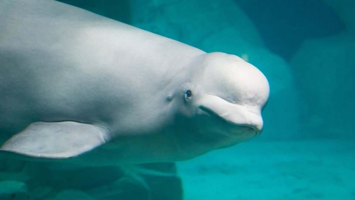 A Beluga Whale Showed a Sign of Intelligence Once Thought Unique to Humans : ScienceAlert