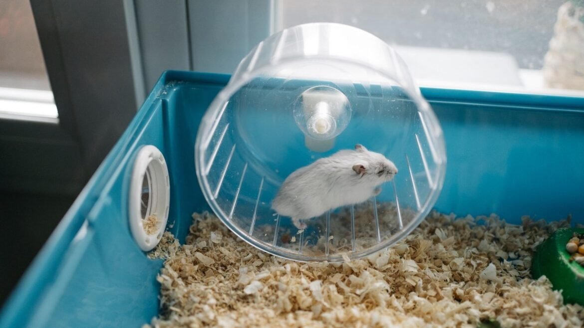 Clever kid builds phone charger powered by pet hamster