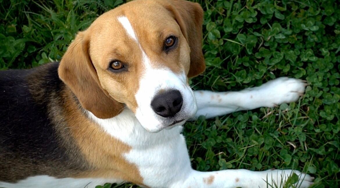 Congress Urges RFK Jr. And NIH To Cut Ridglan Farms Funding As Large-Scale Beagle Rescue Unfolds