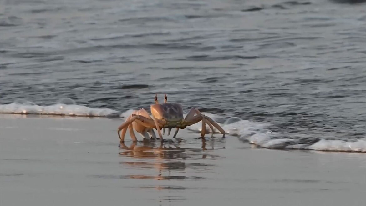 Crabs' sideways walk may have evolved just once
