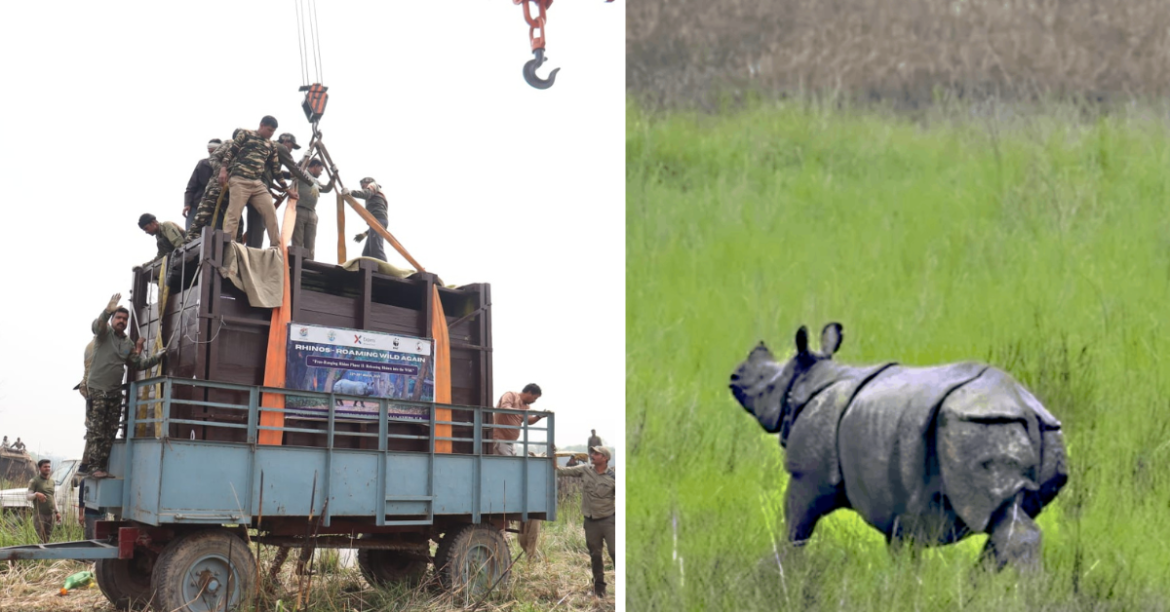 Dudhwa Releases 4 Rhinos Into Wild, Free-Ranging Population Rises to 8