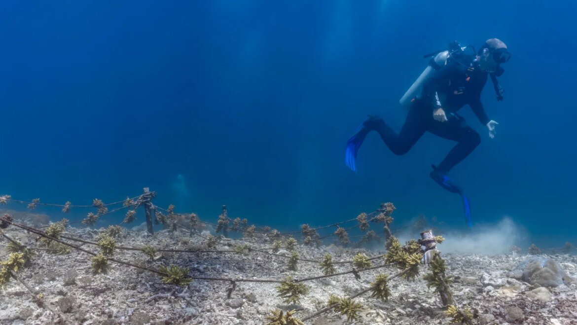 Even careful scuba divers can damage coral reefs