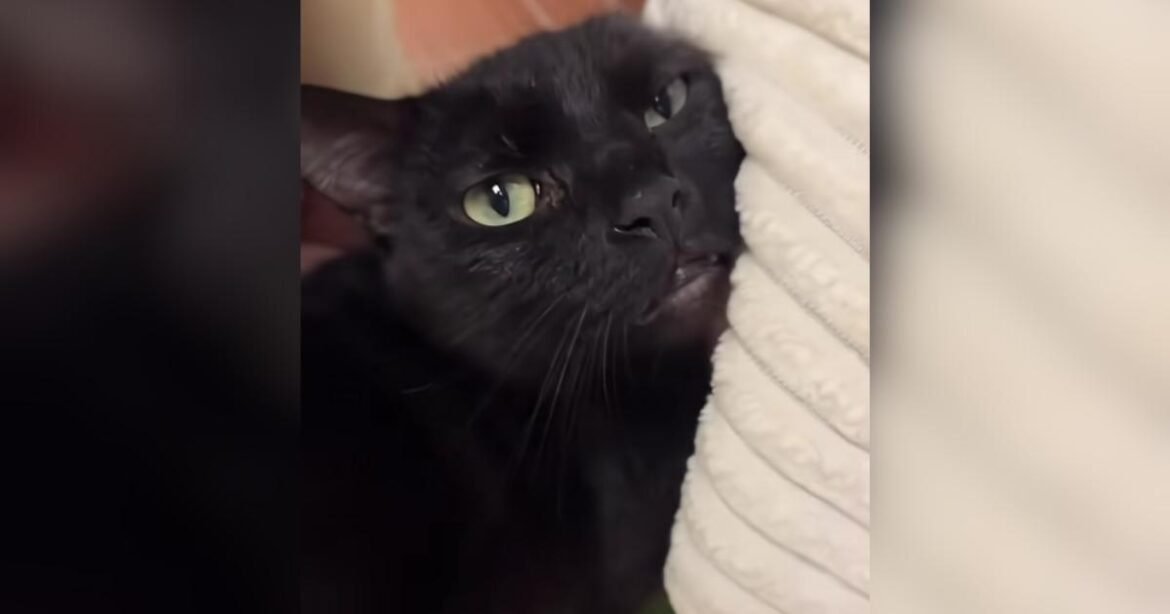 Lovebug Cat Returned to Shelter for Loving His Family Too Much