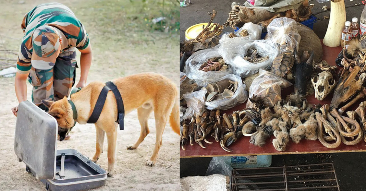 Maharashtra to Set Up Wildlife Sniffer Dog Centre to Crack Down on Illegal Wildlife Trade