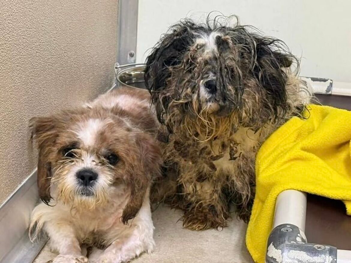Nearly 100 Animals Rescued From Horrific Conditions Inside Pennsylvania Home