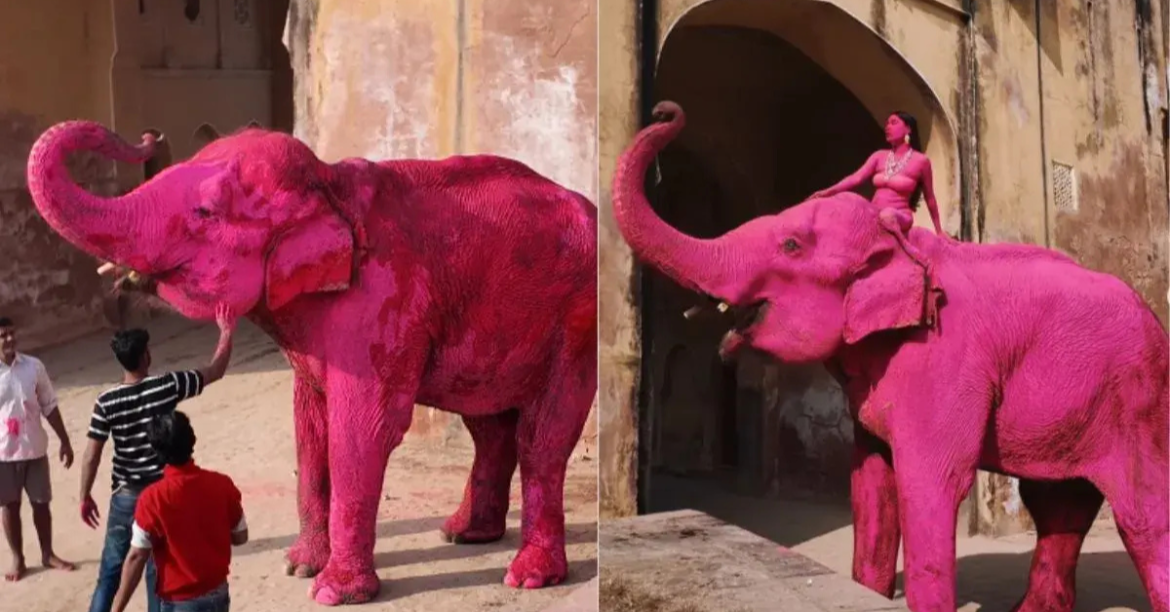 Pink Elephant Video Sparks Debate