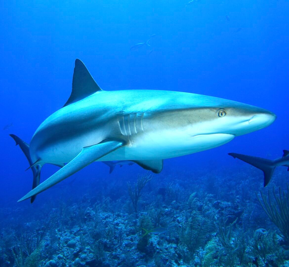 Sharks & Sea Turtles Pay The Price As Marco Island Withdraws Proposal To Restrict Nighttime Shark Fishing