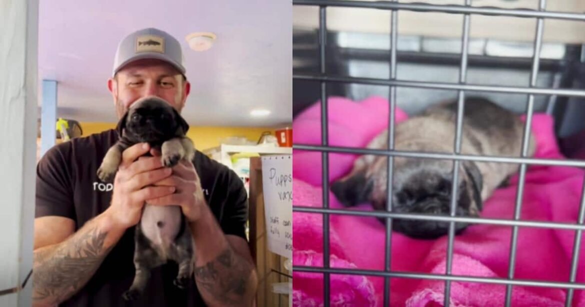 Small But Mighty Pup Steals All The Hearts On His Rescue Day