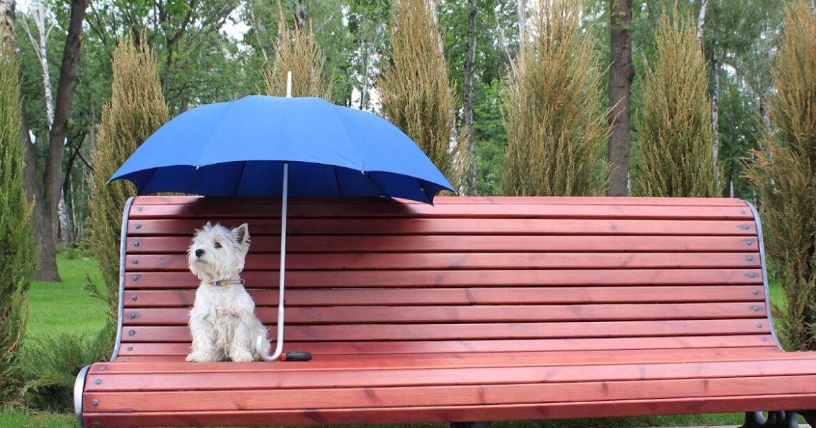 The Education of Positive Dog Trainers (and Why Balanced Trainers Should Get On Board)