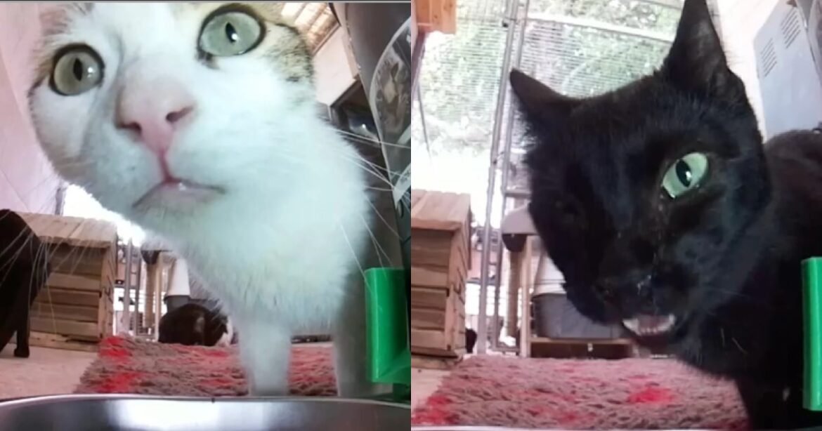 This Website Lets You Feed Cats Around the World With One Click