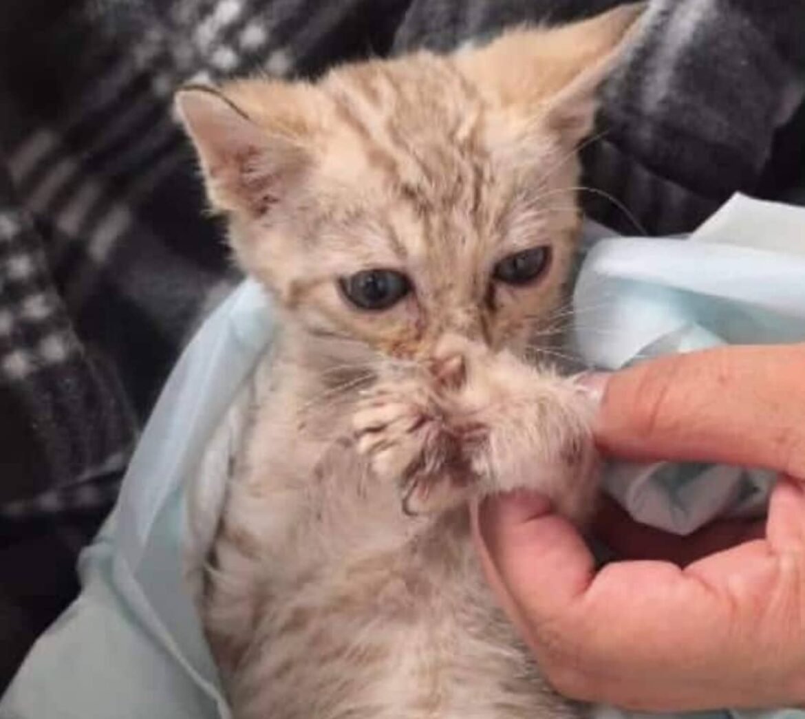 Tiny Kitten With “Broken Feet” Takes Steps Forward Thanks to Rescue Team