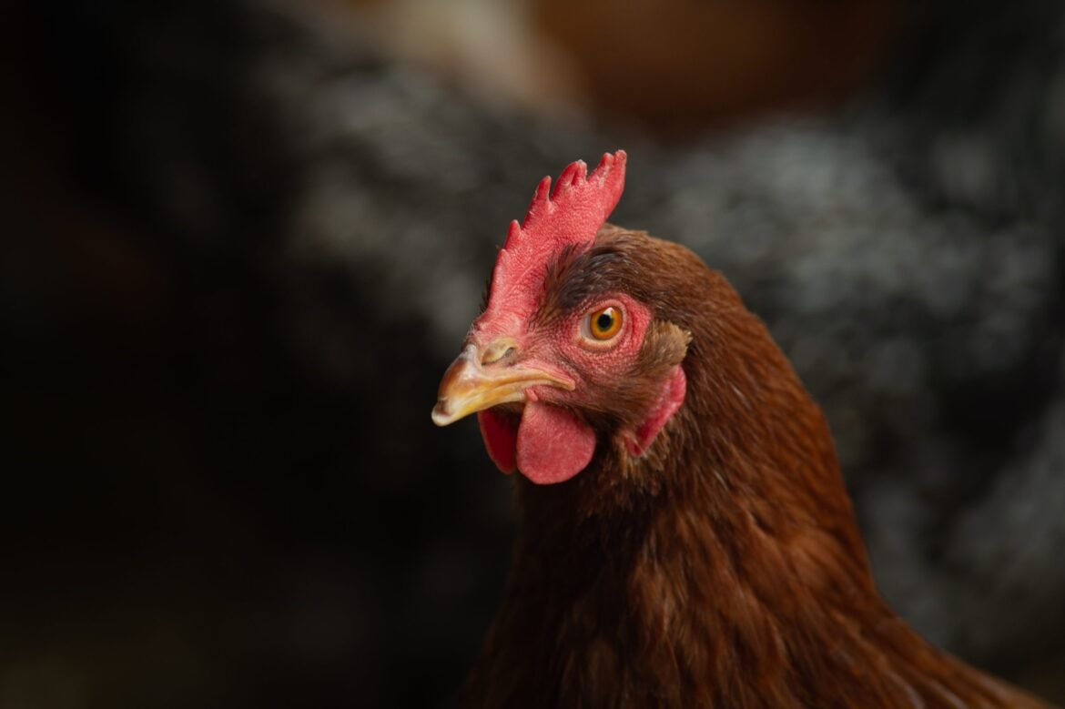 What Does 'Cage-Free' Really Mean?