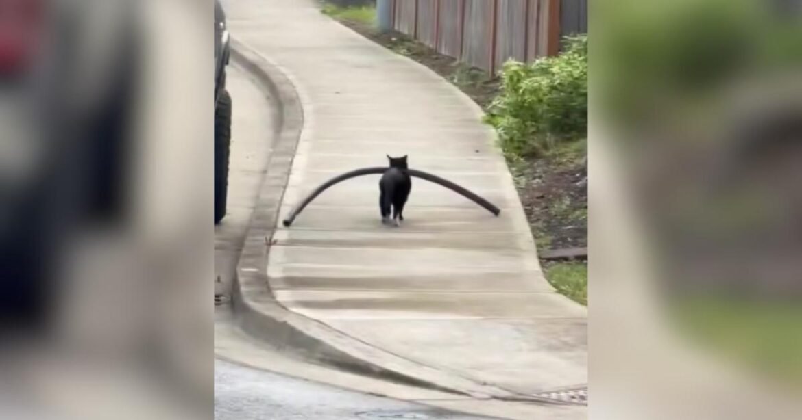 Cat Burglar Busted Stealing a Giant Pool Noodle