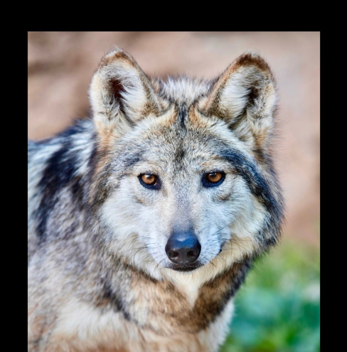 Father And Son Mexican Gray Wolves Found Dead In New Mexico; Federal Investigation Underway