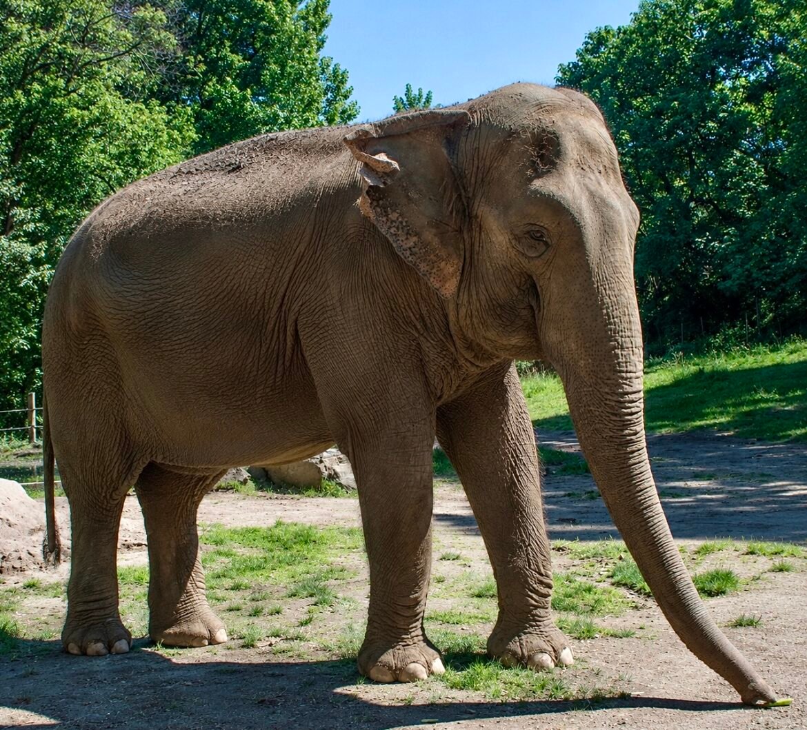 Happy The Elephant Euthanized At 55 After Spending Nearly Five Decades In Captivity