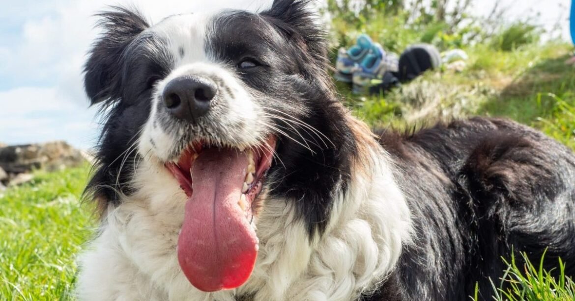 Is Your Dog Getting Enough Water? What Most Pet Parents Get Wrong About Summer Hydration