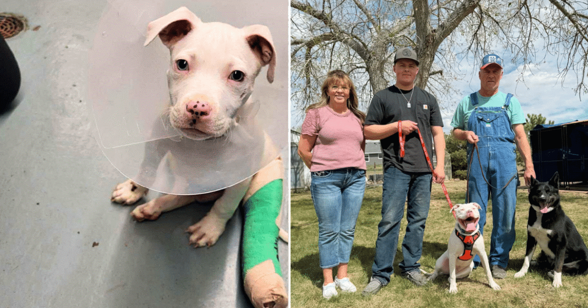 It Took A Very Big Village To Give Dozer His Happy Ending, But The Hero VIP Club Came Through