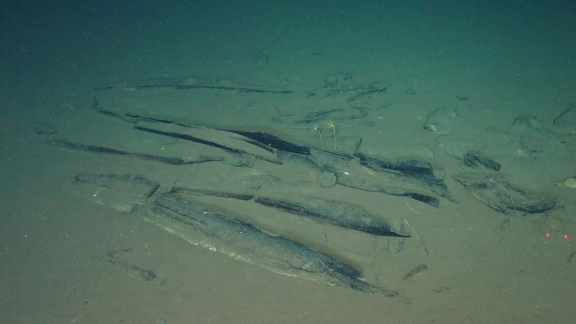 'Just defies belief': 5 million-year-old whale graveyard stretches for 750 miles in the Indian Ocean