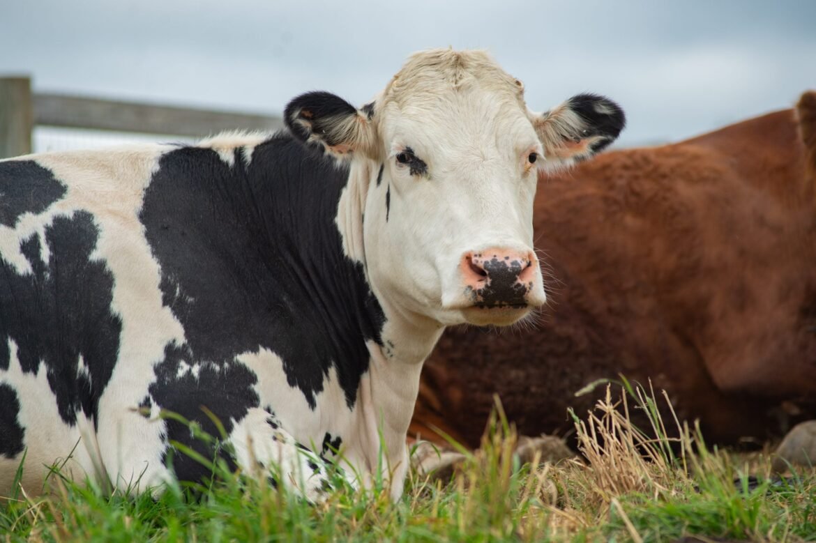 Meet Olive and Learn the Truth About Dairy