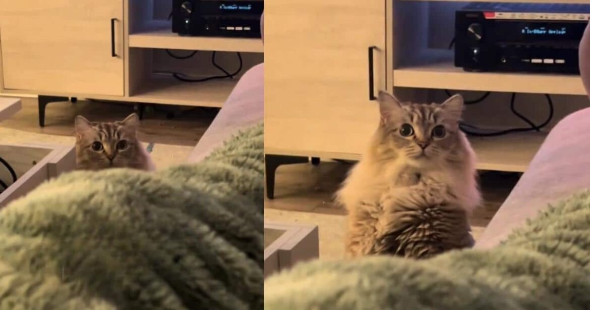 Mom Dyed Her Hair and Her Cat Immediately Launched an Investigation