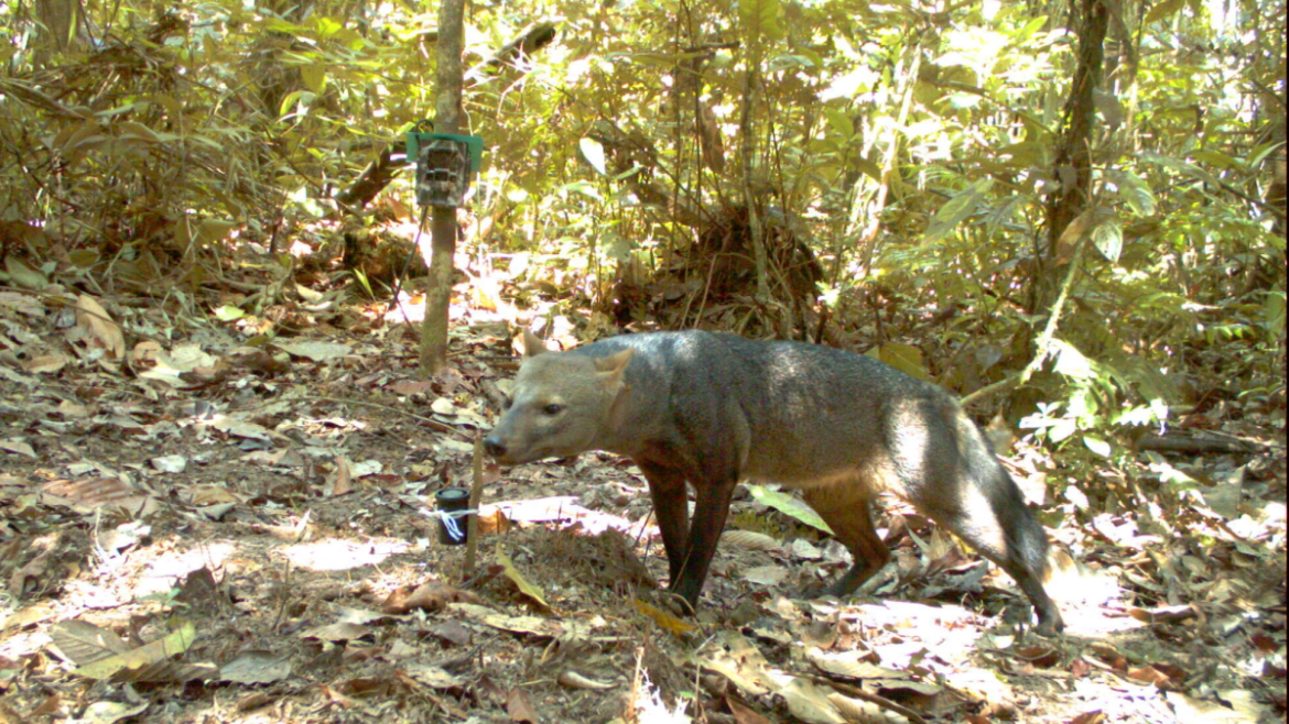 Mysterious Amazonian ‘ghost dog’ caught on camera