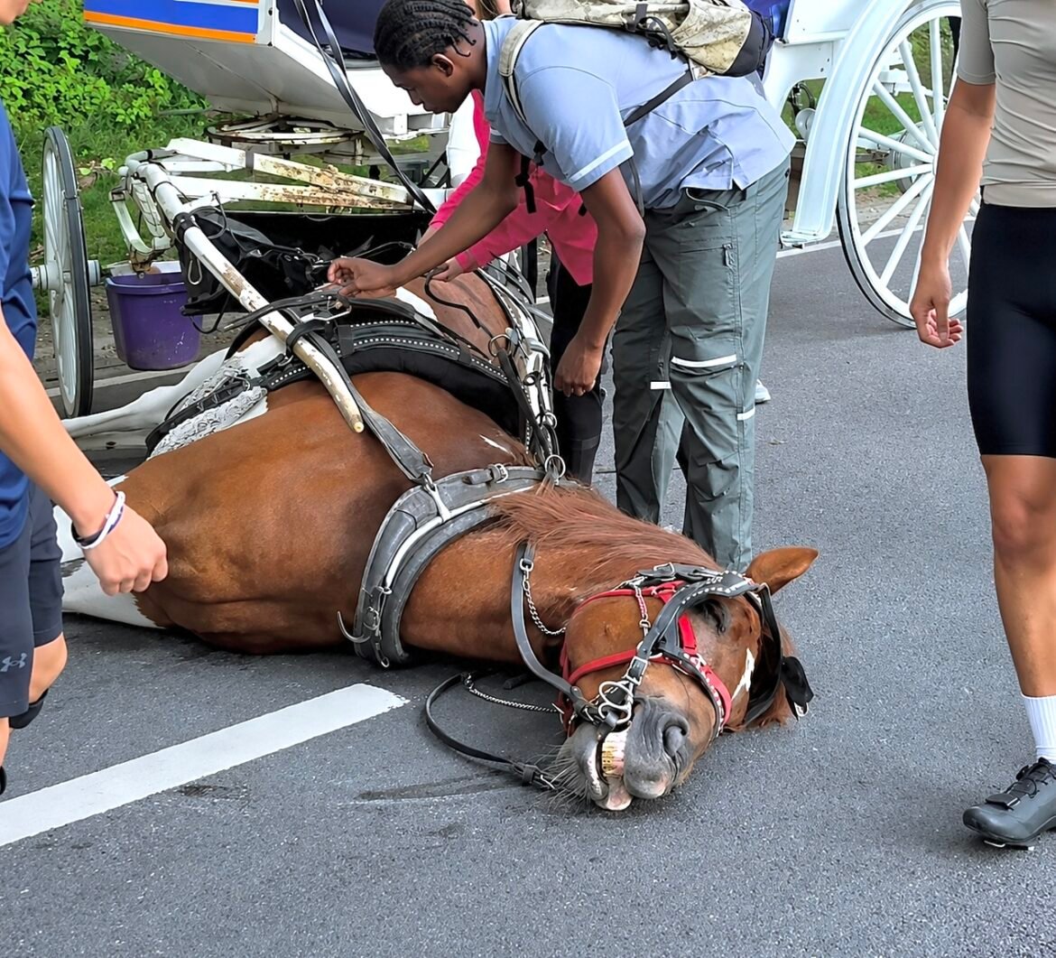 Necropsy Reveals NYC Carriage Horse Deniz Died After Ingesting A Toxic Plant In Central Park