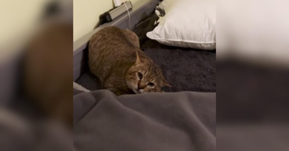 Scared Cat Cried Whenever He Was Alone Until He Found a Best Friend