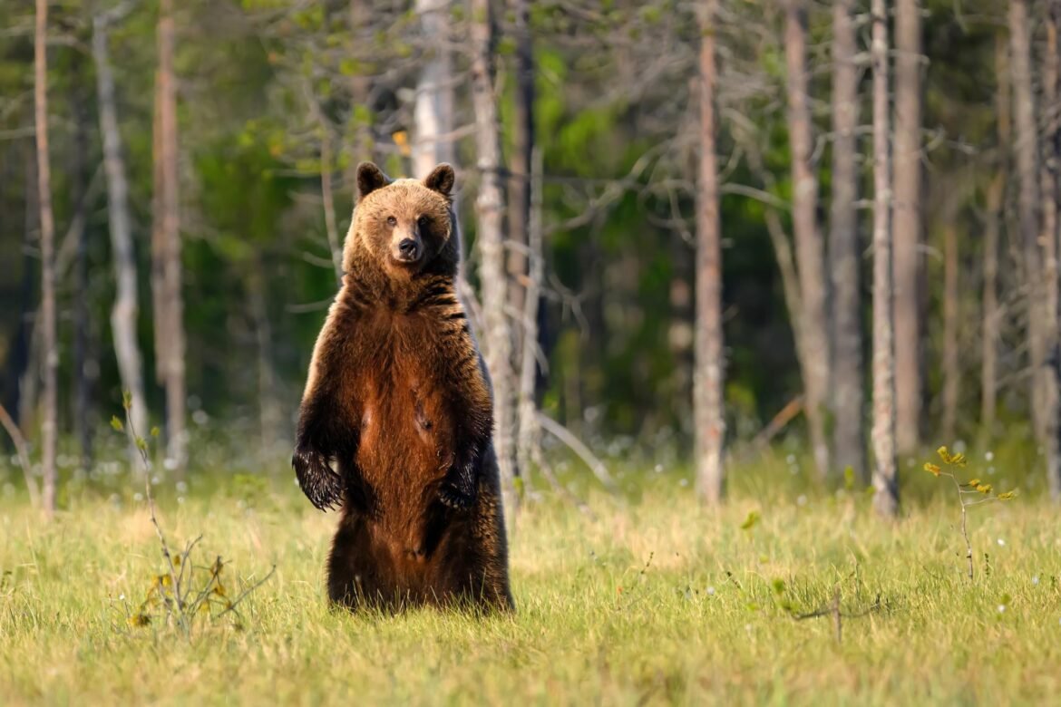 Scientists Tracked 4,500 Animals During COVID – What They Discovered Was Surprising