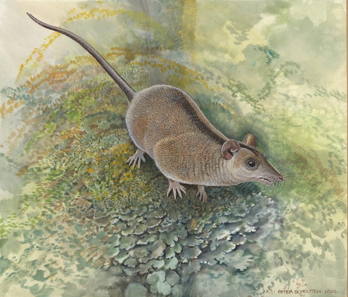 Scientists Uncover a Previously Unknown Lineage of Ancient Marsupials