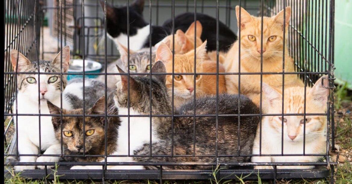 Shelter Workers Were Shocked to Find 30 Cats Abandoned in Broken Crates by a Dumpster