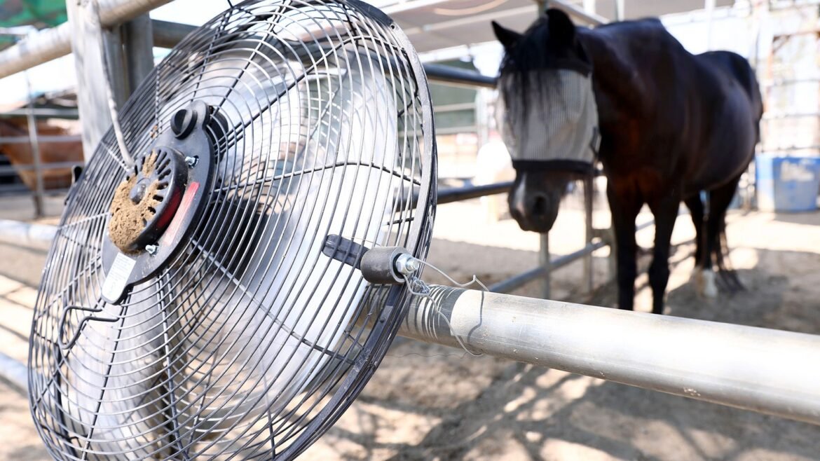 Stupid hot: Heat waves cause cognitive changes in animals, making them more aggressive and unable to complete basic tasks