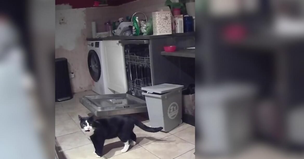 They Installed a Camera to Solve a Mystery and Ended Up With a Cat Soap Opera