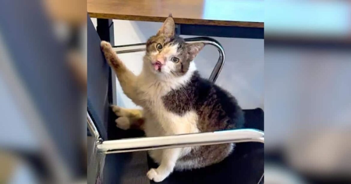 This Senior Cat's Unusual Smile Helped One Woman Through Her Darkest Days