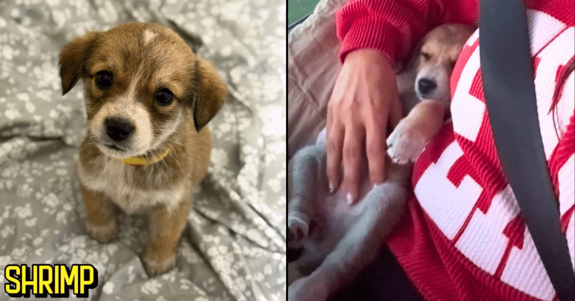 Tiny Shrimp's Big Journey: An iHeartDogs Hero VIP Club Rescue Story