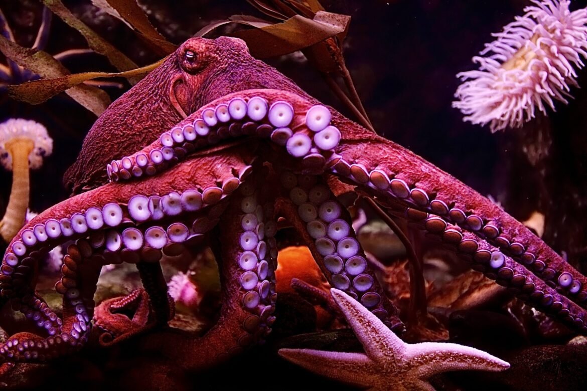 UPDATE! New York Legislature Passes Octopus Farming Ban, Bill Heads To Governor’s Desk For Signature