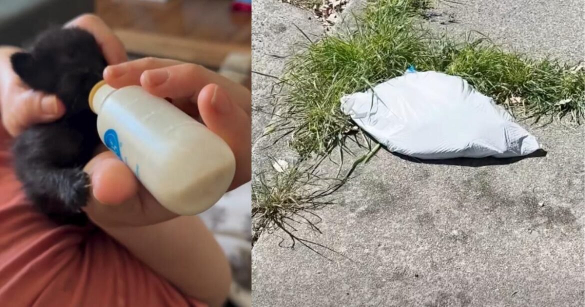 After Finding Four Kittens in a Trash Bag, She Became Their Whole World