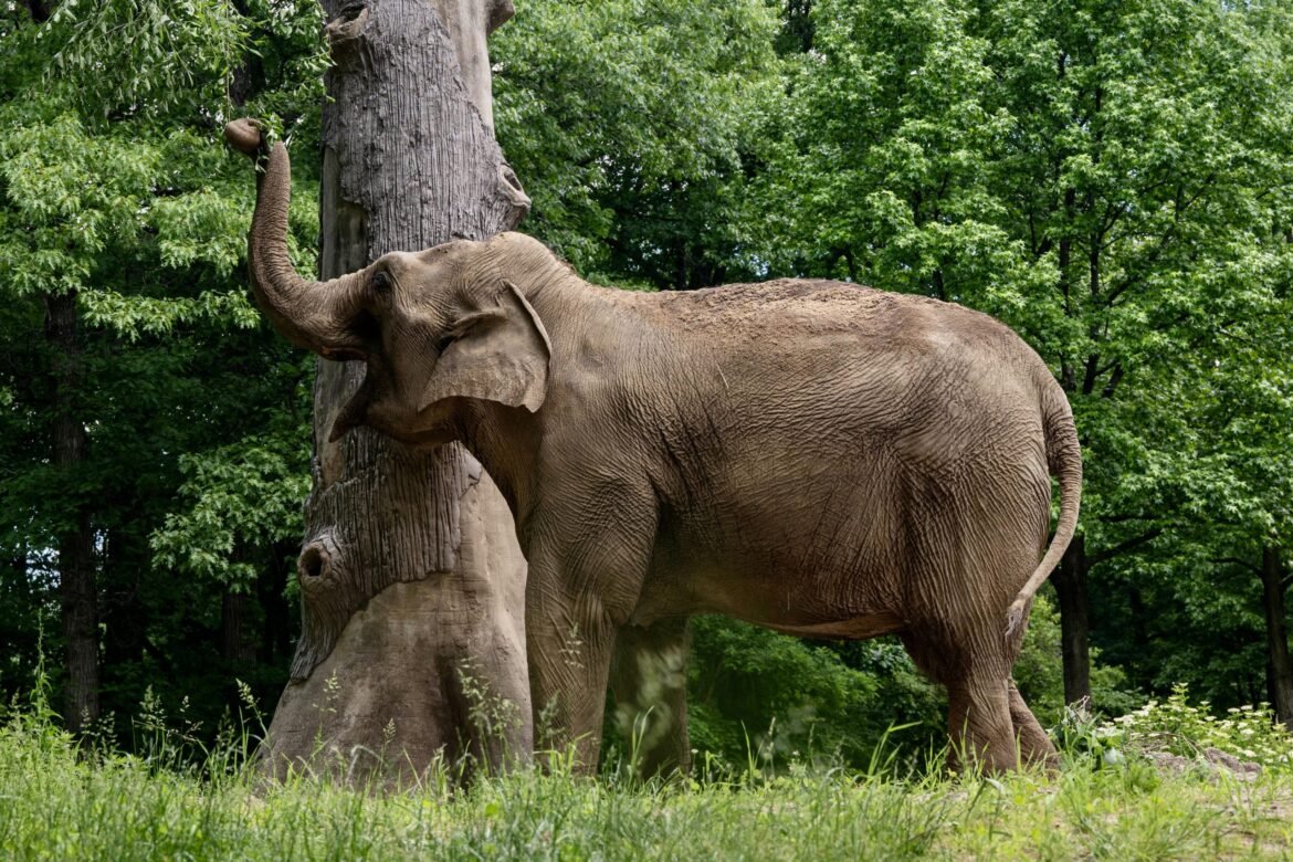 Bronx Zoo Considers Tennessee Elephant Sanctuary Among Options For Patty, Its Last Remaining Elephant