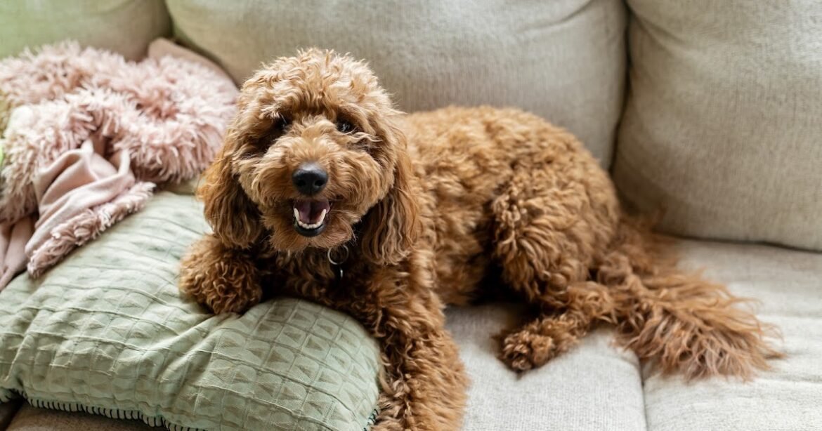 Calling All Doodle Lovers! 3 Days of Science-Based Doodle Expertise is Coming