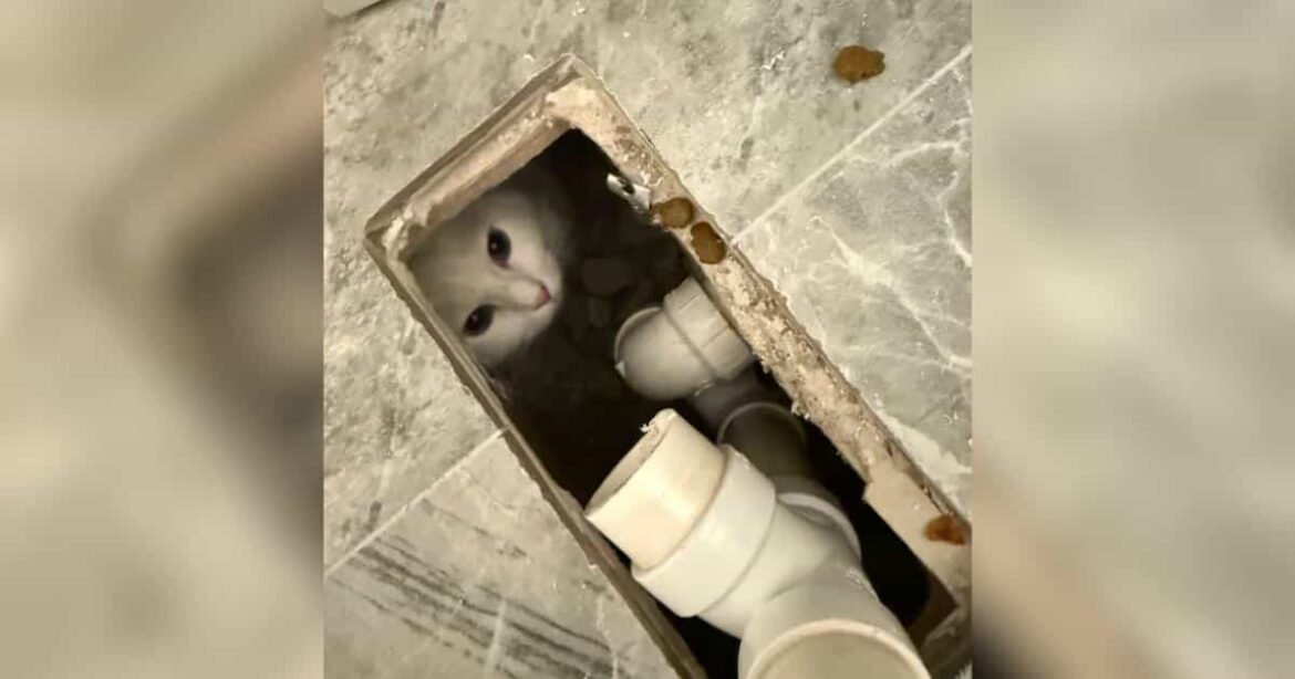 Family Searches Everywhere Before Finding Missing Cat Under the New Bathtub