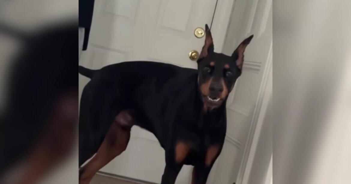 Terrified Shelter Dog Waited 763 Days for the One Person Who Wouldn't Give Up