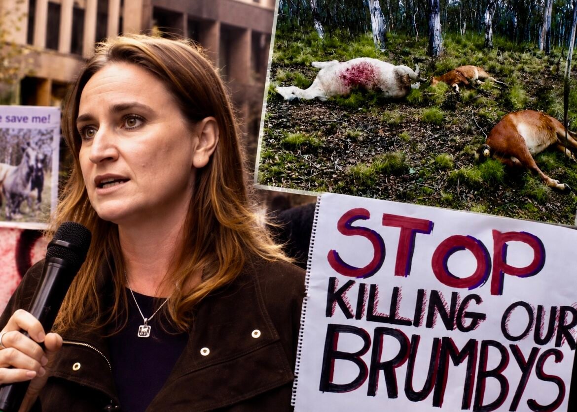 UPDATE: Outrage Grows As Australia’s Aerial Shooting Of Iconic Wild Brumbies Continues Through July 11